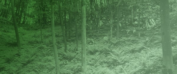 Factors Supporting a High Level of Understorey Plant Diversity in Ravine Forests (EU Priority Habitat Type)