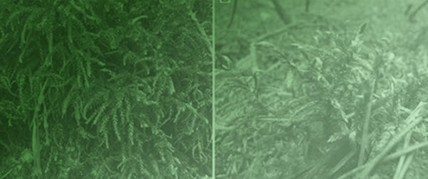Participation and Diagnostic Role of Epigeic Bryophytes in Forest Alliances in Central Poland