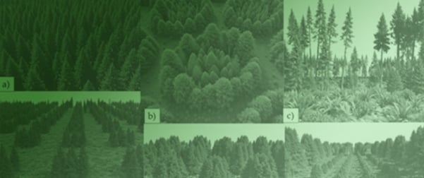 Variable Density Planting: Using Marigolds as a Model System to Describe a Silvicultural Approach to Increase Structural Diversity