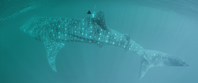 Satellite Telemetry Extends the Known Depth Range of Whale Sharks