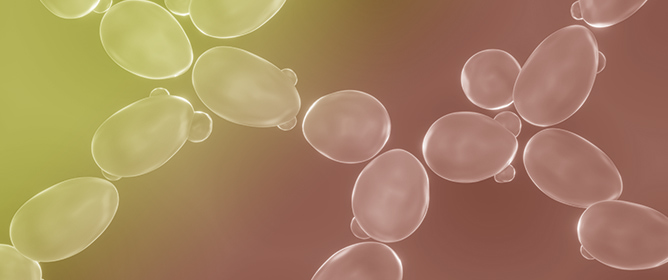 Fermentative Valorization of Rambutan Peel Ellagitannins: Enhanced Ellagic Acid Release Through <em>Saccharomyces cerevisiae</em>