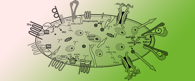 Molecular Pathogenesis of Inherited Platelet Dysfunction