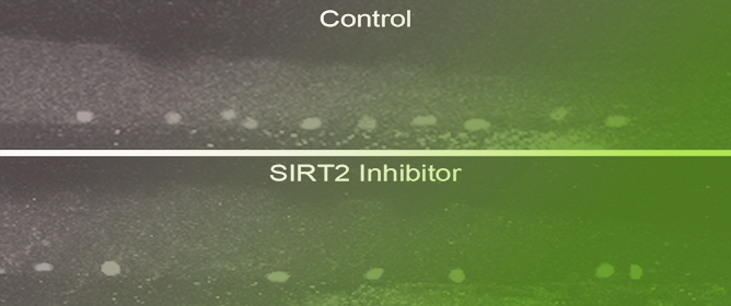 Sirtuin 2 Promotes Spinal Cord Neurogenesis in Developing Zebrafish