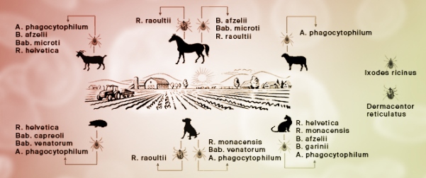 An Eco-Tourism Farm as a Monitoring Area for the Occurrence of Tick-Borne Pathogens
