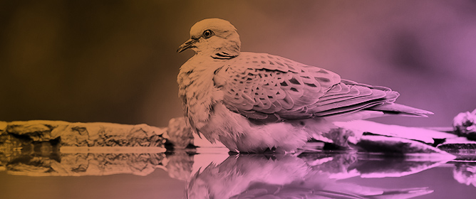 Estimating Potential Distribution, Density and Abundance of the European Turtle Dove <em>Streptopelia turtur</em> in Apulia, Italy