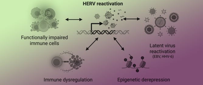 Human Endogenous Retroviruses in Myalgic Encephalomyelitis/Chronic Fatigue Syndrome: Emerging Roles in Pathogenesis, Immunity, Biomarkers and Therapeutics