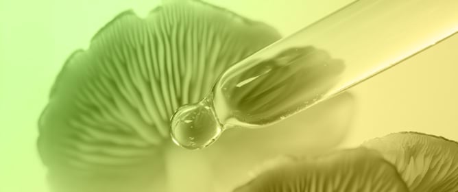Mushroom-Derived Polysaccharides in the Modulation of Cellular Aging