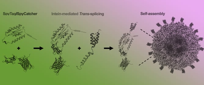 Intein-Mediated Reconstitution of Split Lumazine Synthase for Programmable Protein Nanocage Assembly