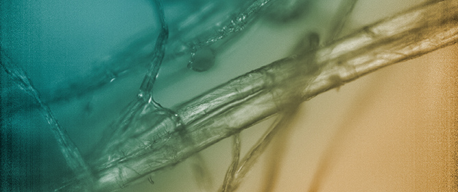 Micro-Hyperspectral Imaging for Japanese Bast Fiber Discrimination