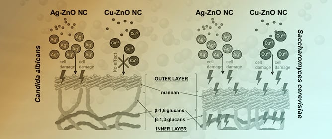 Ag&ndash;ZnO and Cu&ndash;ZnO Nanocomposites as Dual-Function Agents&mdash;Antifungal and Cytotoxic Effects on MDA-MB-231 Cells