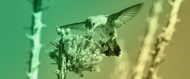 Biological Constraints Outweigh Neutral Processes in Shaping the Hummingbird-Plant Network of a Tropical Dry Forest