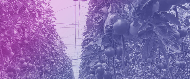 CFD Evaluation of Crop Presence and Evapotranspiration on Natural Ventilation and Thermal Stratification in a Tropical Tomato Greenhouse (OpenFOAM)