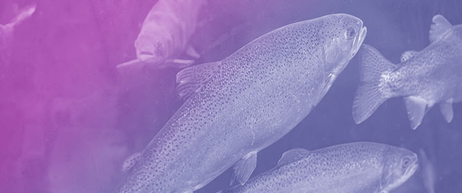 Promising Use of Proteins of Rainbow Trout Byproducts for Obtaining Multifunctional Bioactive Peptides: Processing Perspective