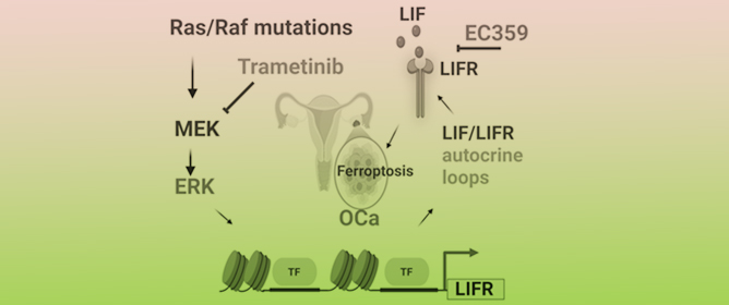 EC359 Enhances Trametinib Efficacy in <em>Ras</em>/<em>Raf</em>-Driven Ovarian Cancer by Suppressing LIFR Signaling