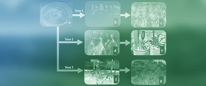 Morphological Stability and Physiological Performance of <em>Leontopodium alpinum</em> Cass. Under Ex Situ Conditions