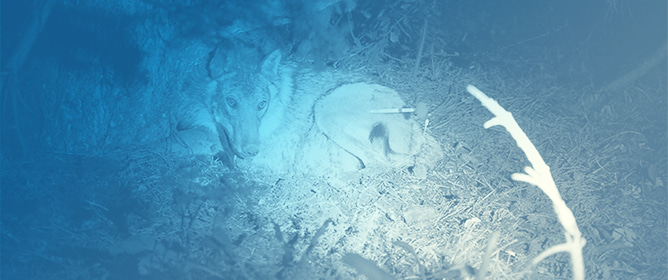 Capture and Immobilization of Free-Ranging Apennine Wolves: Physiological Responses and Safety Evaluation