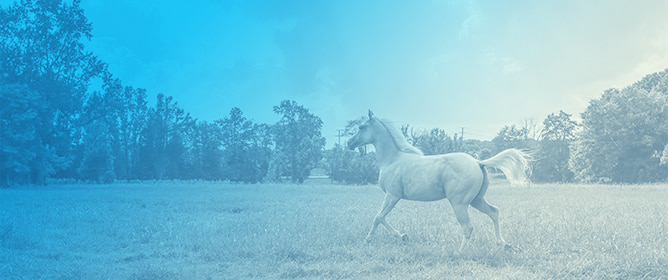 Genomics in Equine MEED: Whole-Genome Sequencing and Target Mutation Identification