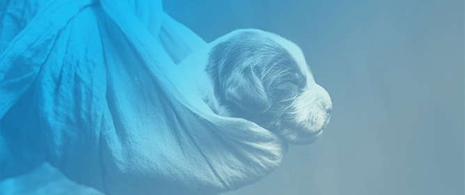 Birth Weight and Early Weight Changes in Newborn Dogs: Analyzing Key Influencing Factors in Dobermann Puppies