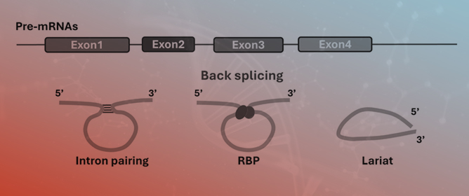 Circular RNAs in Intestinal Mucosal Homeostasis and Pathologies