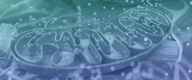 Mitochondrial Dysfunction and Oxidative Stress in Retinal Degeneration: Mechanisms, Biomarkers, and Therapeutic Perspectives