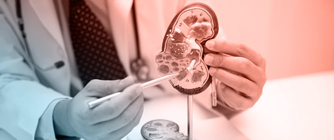 Sex-Dependent Determinants of Uremic Toxicity in Chronic Kidney Disease