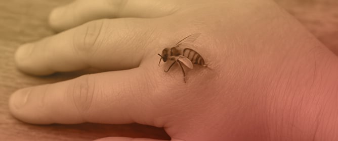 Five-Year Real-World Outcomes of Hymenoptera Venom Immunotherapy: Clinical Effectiveness and Immunological Modifications