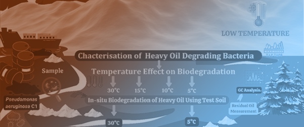 Whole-Cell Biocatalytic Degradation of Heavy Oil Under Low Temperature by a <em>Pseudomonas</em> Strain Isolated from Oil-Contaminated Sites