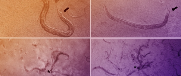 <em>Corynebacterium lactis</em>: Antimicrobial Resistance and Impact on Invertebrate Model Systems