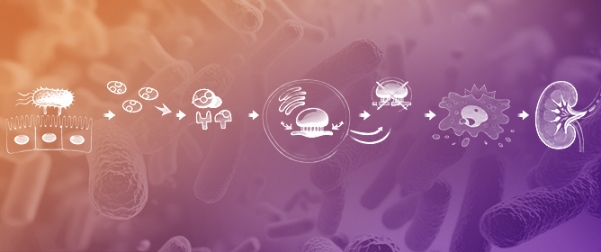 Shiga Toxin-Producing<em> Escherichia coli</em> in Poultry: Virulence, Antimicrobial Resistance, and Zoonotic Implications