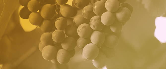Sustainable Management of Vineyards with Intercropping Systems of Cereals with Pea Under Mediterranean Conditions