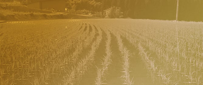 Ultrafine Bubble Irrigation Enhances Early Growth and Antioxidant Activity of Rice Seedlings Under Nutrient-Free Conditions