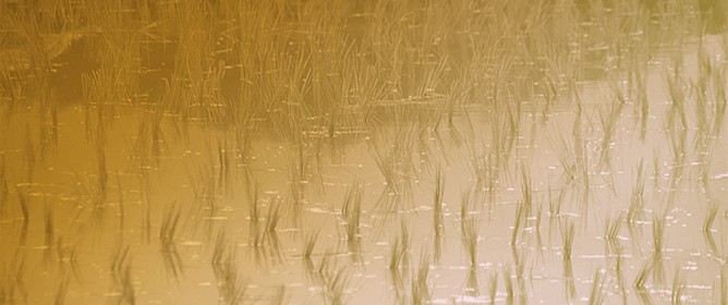 Effects of Different Heading Dates on Agronomic and Yield-Related Traits Under Salt Stress in Rice