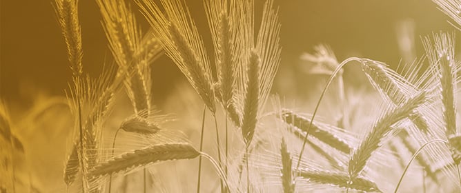Agronomic Responses of Wheat and Oat Cultivars Under Dual-Purpose and Grain Production Management Strategies
