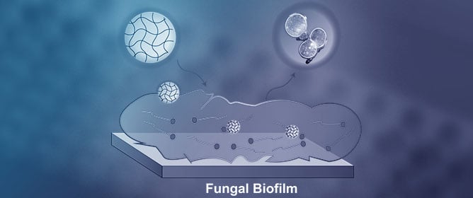 Phytochemical-Loaded Biodegradable Nanoemulsions for Eradication of Fungal Biofilms