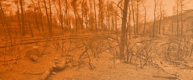Post-Fire Plant Biodiversity and Indicator Species in Greece
