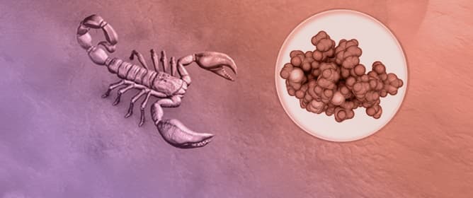 Broad-Spectrum Antiviral and Antibacterial Activity of the Scorpion Venom Peptide HP1090