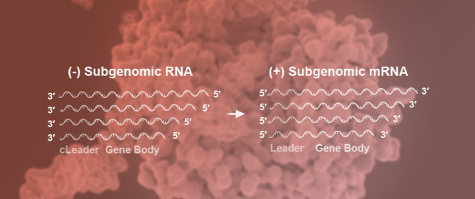 RNA Folding Energy of Long-Range Genomic Interactions Regulates Discontinuous Transcription in SARS-CoV-2