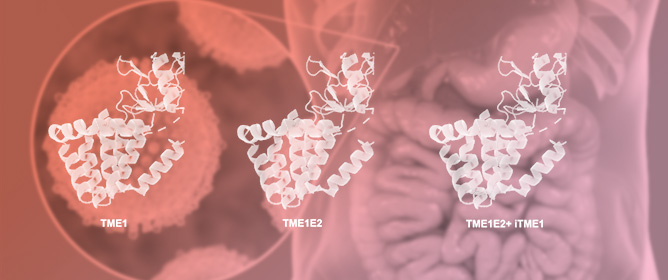 Mapping Determinants of Hepatitis C Virus E1/E2 Transmembrane Interactions Using Intergenotypic Chimeras