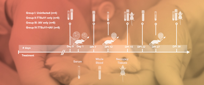 Prior Infection with Torque Teno Virus Mitigates Influenza Pathology in Mice