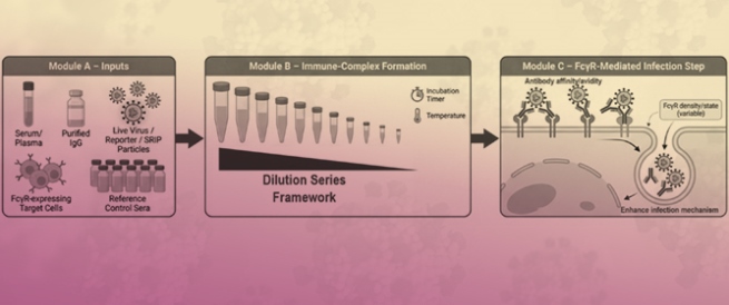 Functional Antibody-Dependent Enhancement as an Immune Assessment Platform: Development, Standardization, and Translational Interpretation in Flavivirus Research
