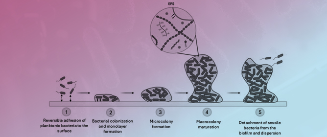Tackling Biofilm-Forming Pathogens: A Challenge to Overcome in the Fight Against Infectious Diseases