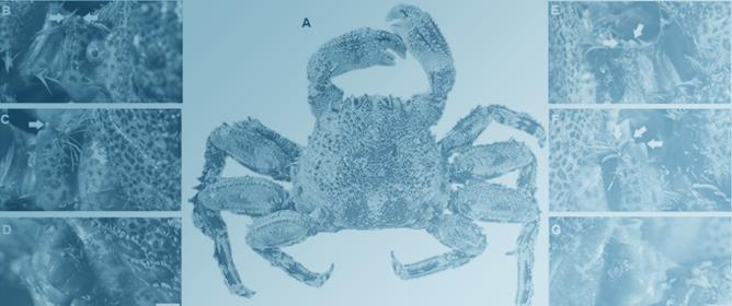 First Record of the Amphi-Atlantic Rafting Crab <em>Plagusia depressa</em> (Fabricius, 1775) (Crustacea, Decapoda, Brachyura) in the European Continental Waters: Southern Spain as a Gateway for Non-Native Species