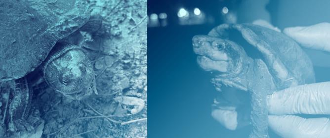 Urban Wetlands as Reservoirs of Non-Native Turtles: Linking Confiscation Records and Field Observations in a Tropical Urban Environment