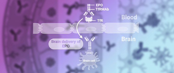 Brain Delivery of Antibody-Derived Biologicals for Alzheimer&rsquo;s Disease: An Updated Narrative Review