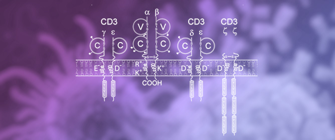 IMGT<sup>&reg;</sup> Nomenclature of Immunoglobulins (IG) or Antibodies and T Cell Receptors (TR): A Common Language for Immunoinformatics and Artificial Intelligence (AI)