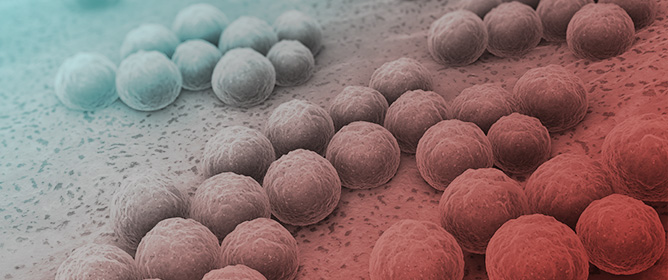 Multi-Year Epidemiological Surveillance of <em>Staphylococcus aureus</em> in a Slovak Hospital