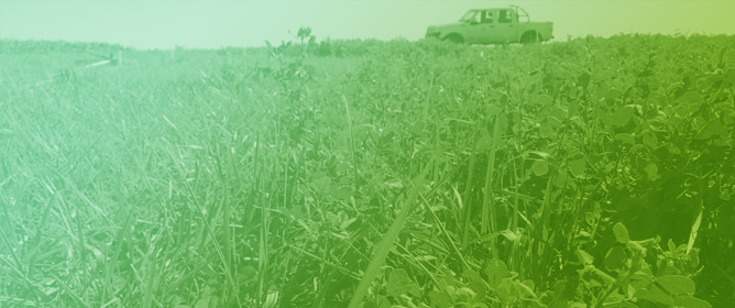Influence of Tall Fescue Ecotype on Biomass Production, Radiation Interception and Use Efficiency in Alfalfa-Based Pasture Mixtures