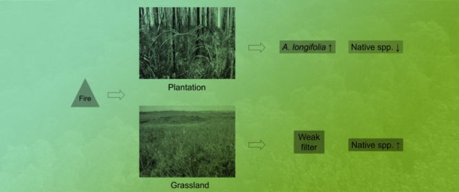 Post-Fire Abiotic and Biotic Filters Limit Native Grassland Recovery in a <em>Pinus pinaster</em> Plantation
