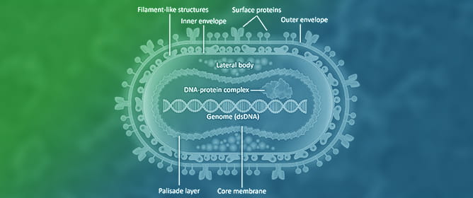 Mpox Insights: From Structure to Human Cell Interaction