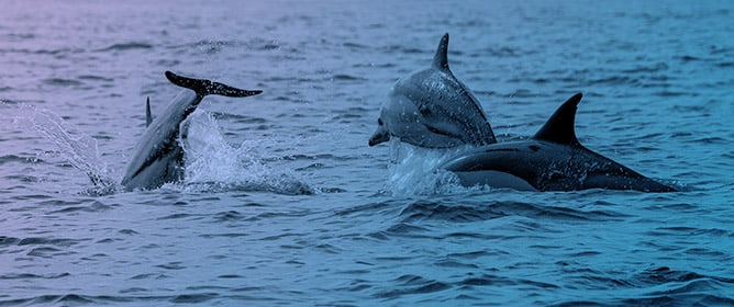 Spatial Priorities for Protecting the Black Sea Harbour Porpoise: Abundance and Habitat Suitability in Bulgarian Waters